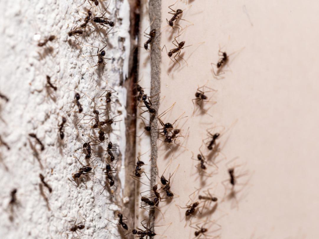 Evdeki karıncalardan kurtulmanın kesin yolu! Bu y&ouml;ntemlerle karıncalara veda edin