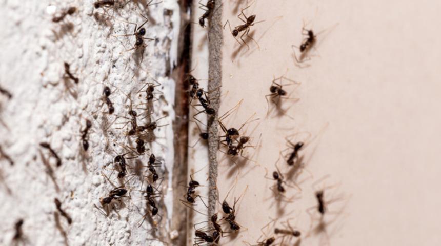 Evdeki karıncalardan sonsuza dek kurtulun! Karıncaları evden uzaklaştıran doğal &ccedil;&ouml;z&uuml;m