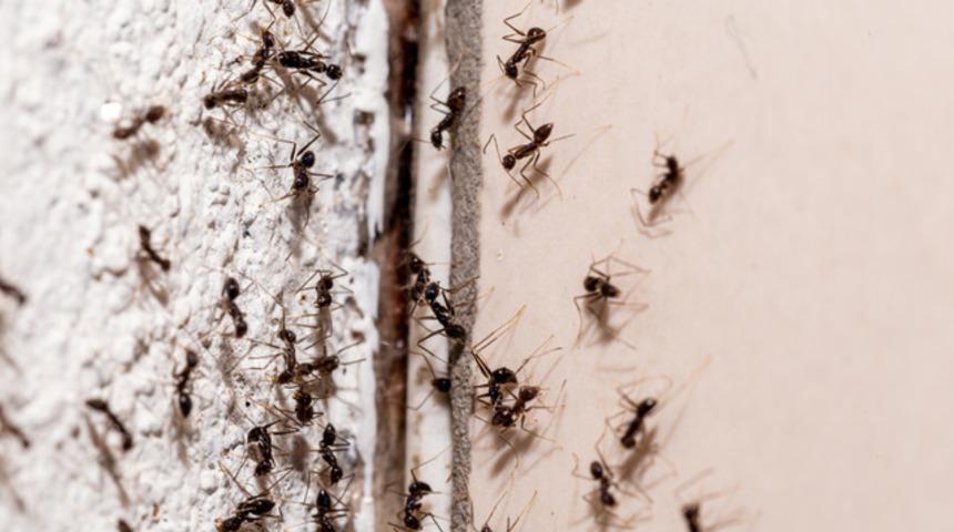 Evdeki karıncaların k&ouml;k&uuml;n&uuml; kurutuyor! Karıncalardan kurtulmanın en etkili yolu