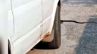 Yer Osmaniye... Yılanı ezen sürücü aldığı cezayı görünce şaşkına döndü!