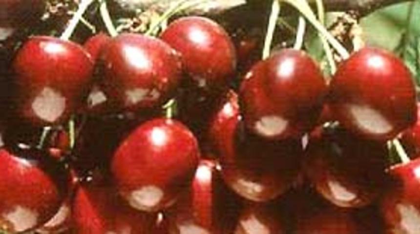 Her derde deva meyve: Kiraz