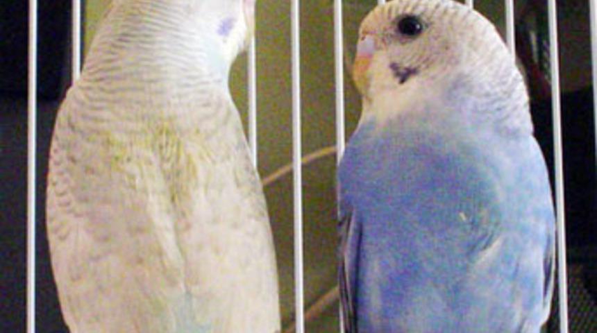 Kuşlar gürültülü şehirlerde yüksek sesle ötüyor