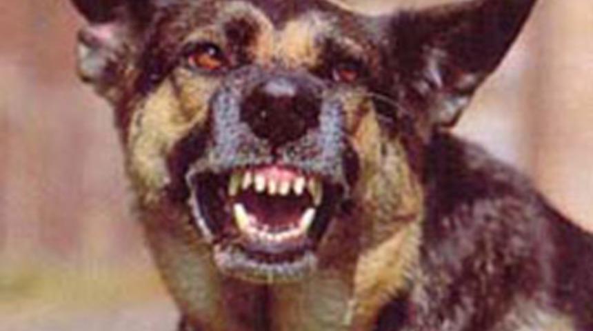 7 kişiyi ısıran k&ouml;pek kuduz &ccedil;ıktı