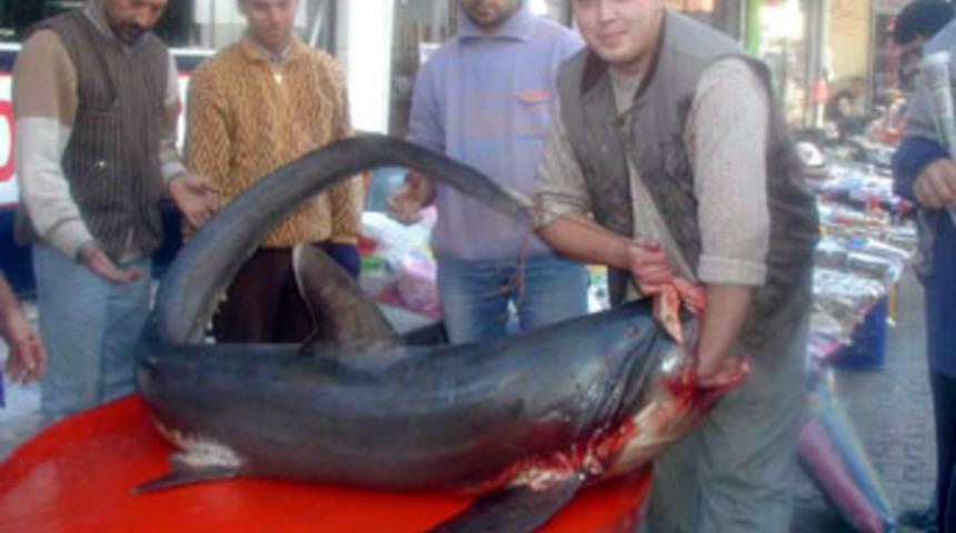 &Ccedil;anakkale'de dev k&ouml;pek balığı yakalandı