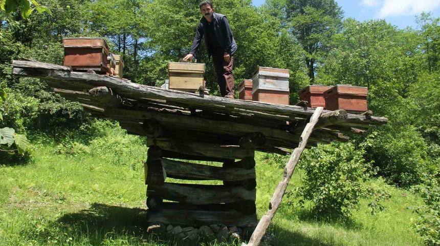 Giresun’da yüzyıllık arı çardakları tescillendi