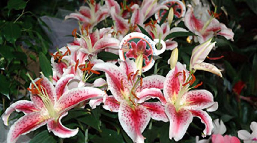 Evinizde &ccedil;i&ccedil;ek yetiştirirken zehirlenmeyin