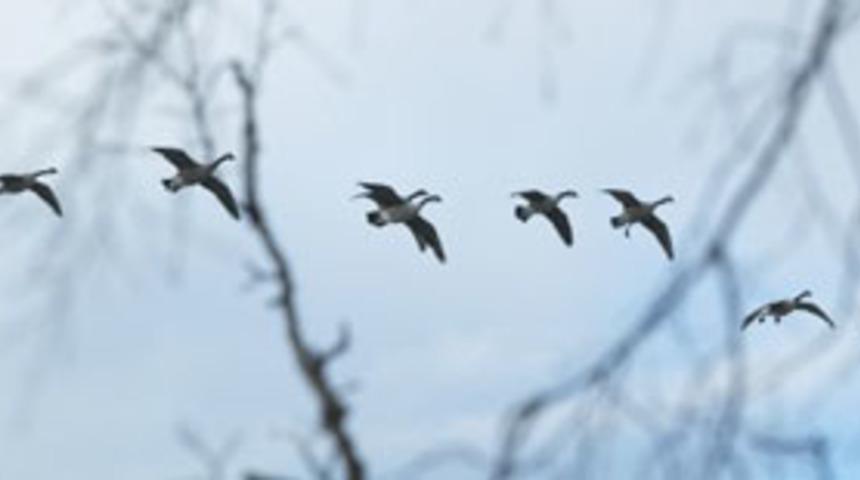ECO &uuml;yeleri kuş gribi i&ccedil;in toplandı