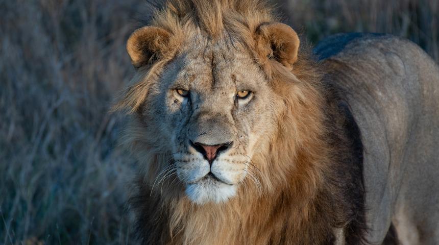 Şehrin göbeğinde 'başıboş aslan' paniği! Evden çıkılmaması uyarısı yapıldı...