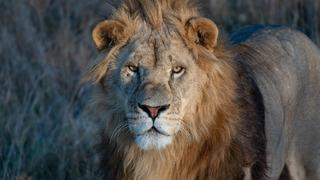 Şehrin göbeğinde 'başıboş aslan' paniği! Evden çıkılmaması uyarısı yapıldı...