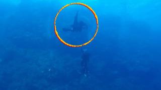 Mısır'da ikinci köpek balığı saldırısı! Alman turist dehşeti yaşadı! Bacağını ısırıp kalçasını kopardı...