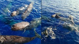 Türkiye'deki ispermeçet balinaları! Kaş ve Fethiye'de görüntülendiler...  Boyu 20 metreyi, ağırlıkları 57 tonu bulabiliyor