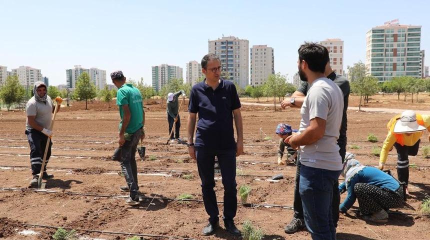 Diyarbakır’da tıbbi aromatik bitkiler bahçesi kuruluyor