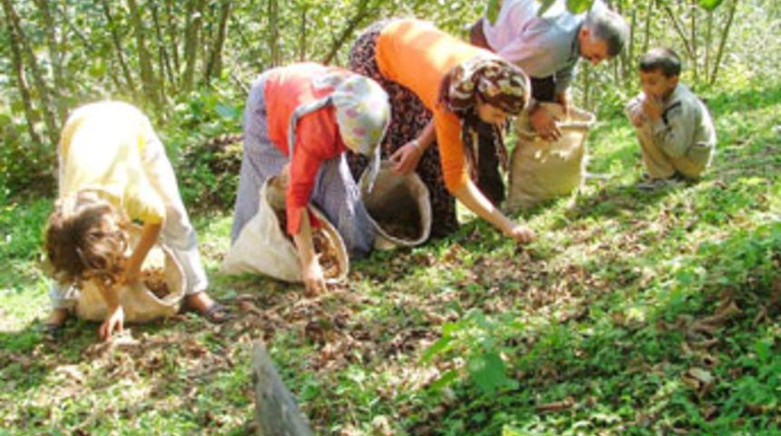 H&uuml;k&uuml;met fındık &uuml;reticisinin g&ouml;nl&uuml;n&uuml; alacak