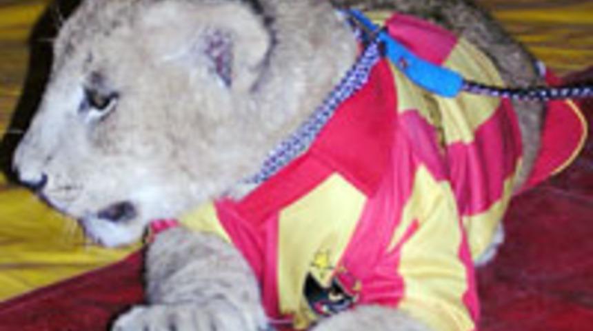 Yavru aslan cimbom forması ile dolaşıyor