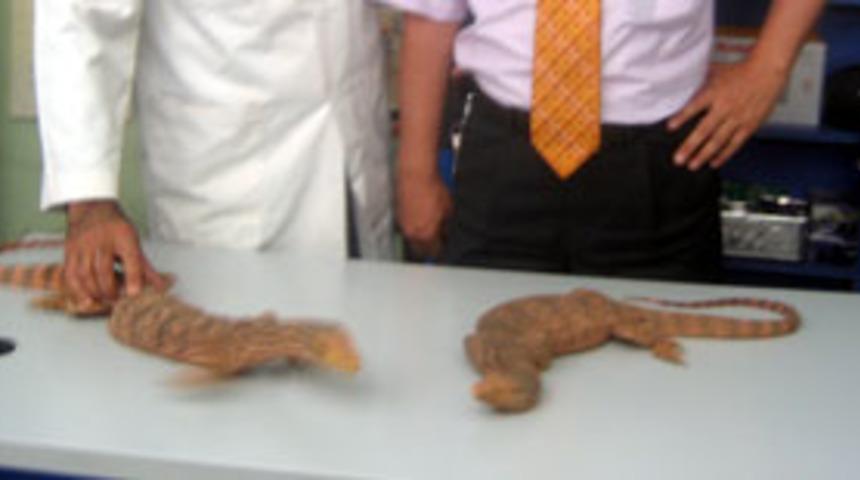 Şırnak'ta dev kertenkeleler yakalandı