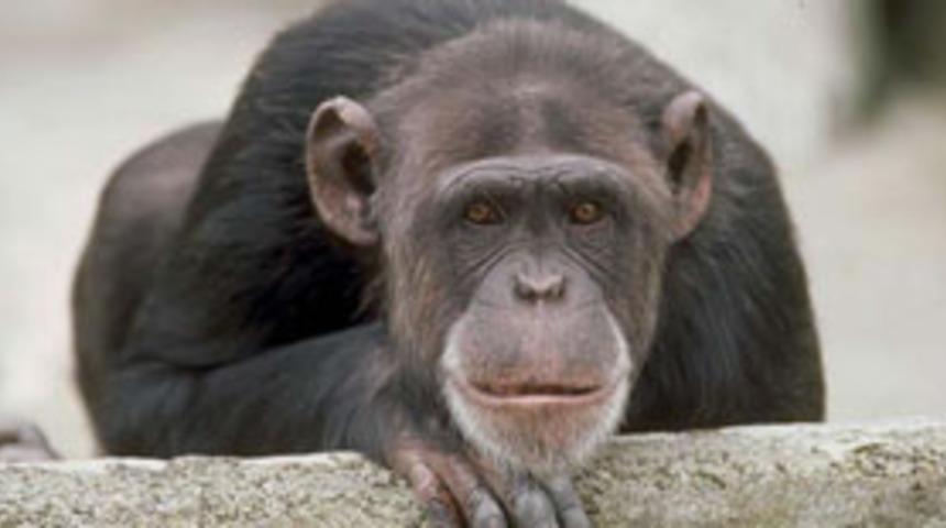 AIDS insana şempanzelerden ge&ccedil;ti