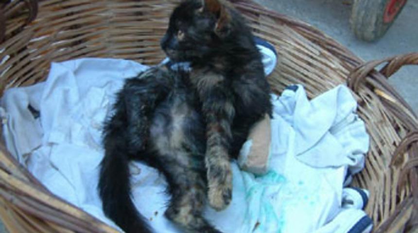 Kedi yavrusuna protez bacak 