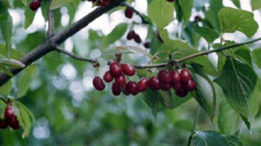 Şifa kaynağı kızılcığın faydaları