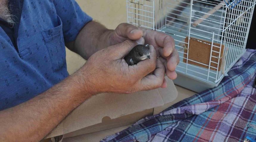 Yaralı ebabil kuşuna çevre esnafı yardım etti