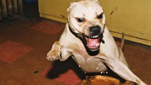 İngiltere'de pit bull vahşeti