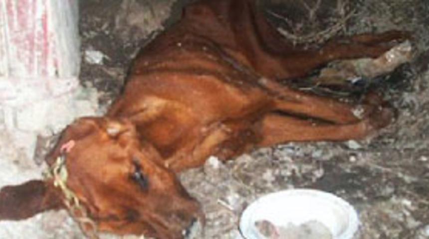 Hayvanlara k&ouml;t&uuml; davranışa 300 YTL ceza