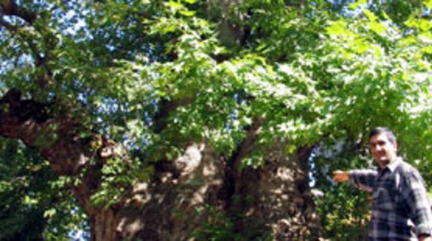 2 bin 500 yıllık &ccedil;ınar g&ouml;renleri şaşırtıyor