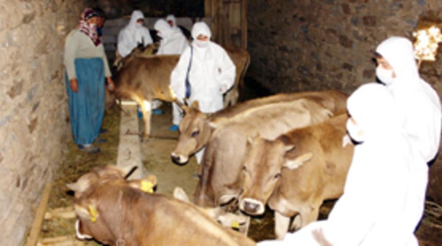 Vezirk&ouml;pr&uuml;'de şarbon karantinası