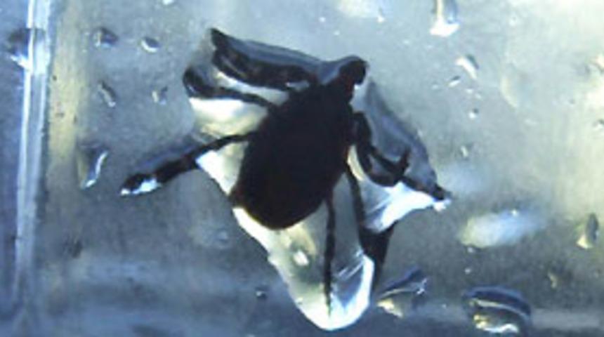 KKKA'ya 4 yılda 30 kurban