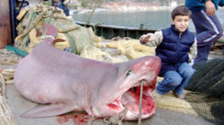 Bodrum'da k&ouml;pekbalığı yakalandı