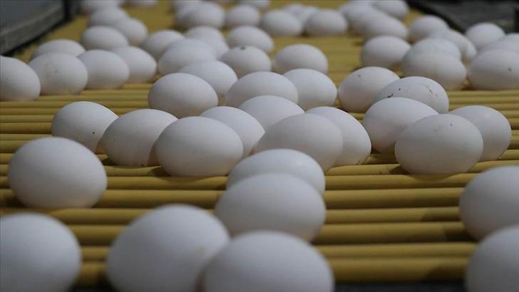 İnsan sağlığına zarar veriyor! Tayvan'a ihraç edilen yumurtalarda tespit edildiği öne sürülmüştü: Bakanlıktan 'nitofuran' açıklaması