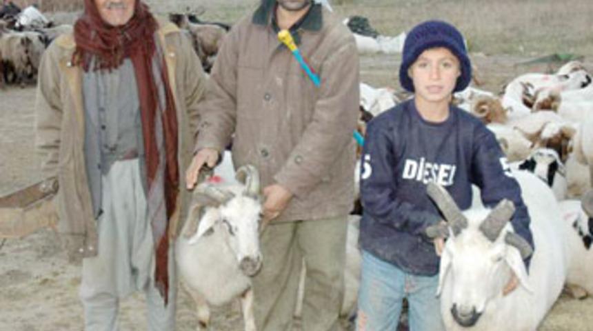 4 boynuzlu ko&ccedil;lar ilgi odağı oldu