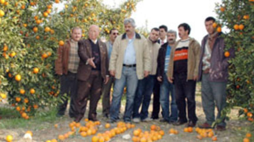 Narenciye dalında kaldı