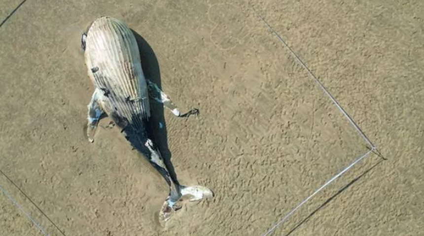 Tam 9 metre! Sahilde buldular... Uzmanlar uzak durulması konusunda halkı uyardı