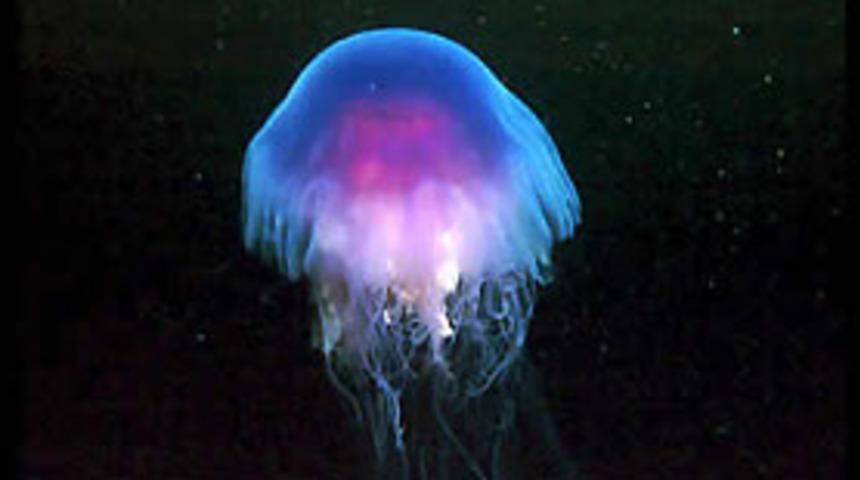 Deniz anaları Akdeniz'e akın etti