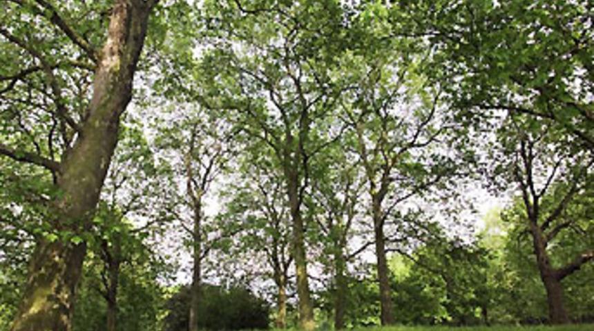 D&uuml;nyanın doğal dengesi bozuluyor