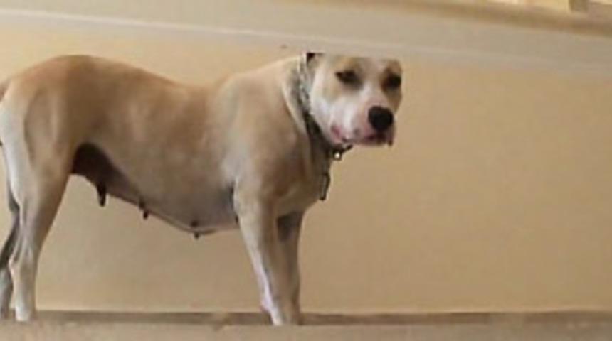 Kadını k&ouml;peği mi par&ccedil;aladı?