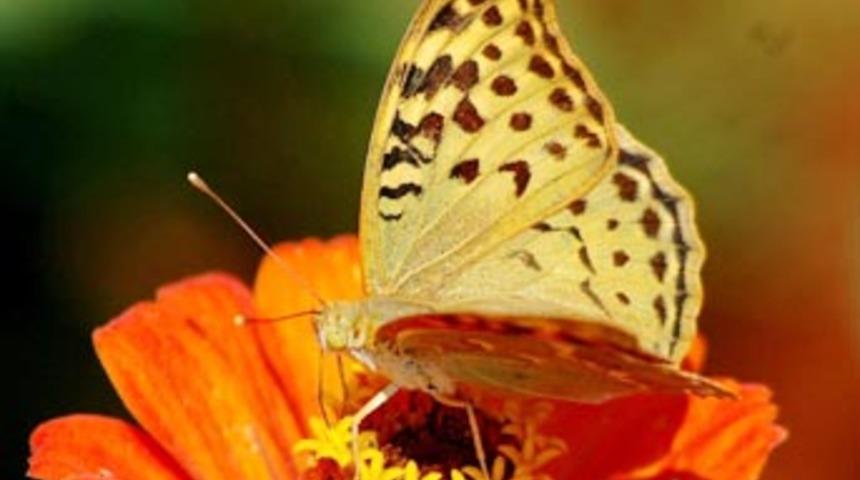 D&uuml;nyanın en ilgin&ccedil; kelebekleri Moskova'da