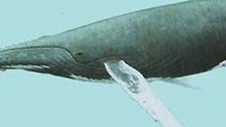 Kambur balinanın beyin hücreleri insana benziyor