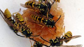 Bal arılarına patlayıcı koklama eğitimi