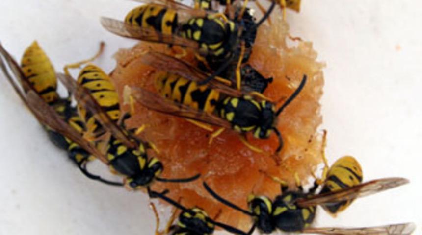 Bal arılarına patlayıcı koklama eğitimi