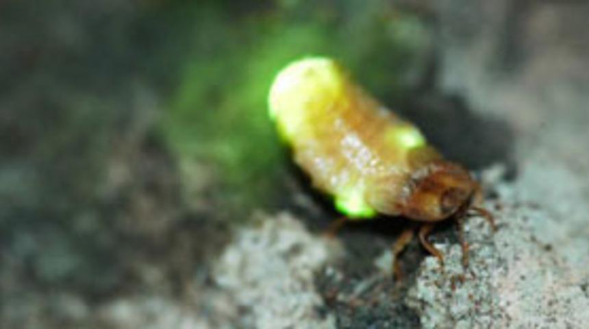 Hasta kalplere ateş b&ouml;ceği "ışık sa&ccedil;acak