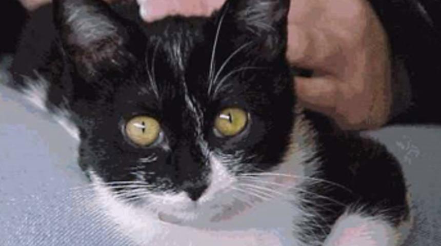 Kemer'de Aids'li kedi paniği