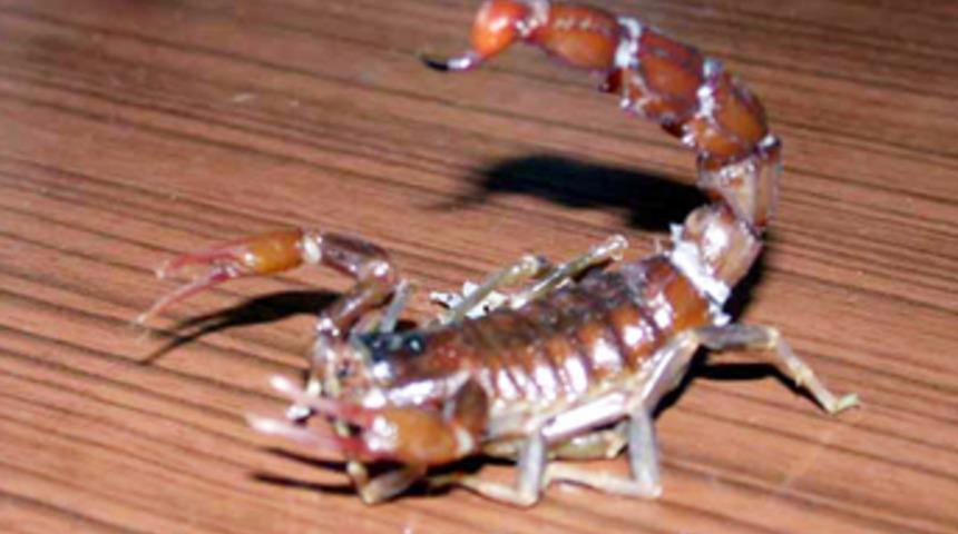 D&uuml;nyanın en zehirli akrepleri Adıyaman'da