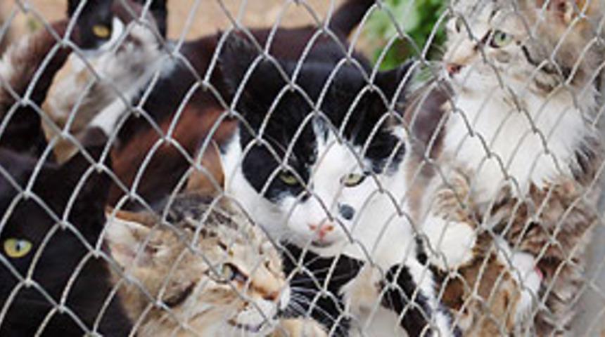 Hayvanlar denek olarak kullanılıyor