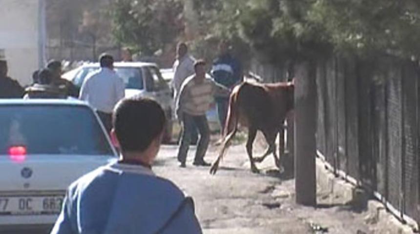Şanlıurfa'da ka&ccedil;an boğaya lin&ccedil; girişimi