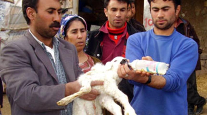 6 bacaklı kuzu biberonla besleniyor