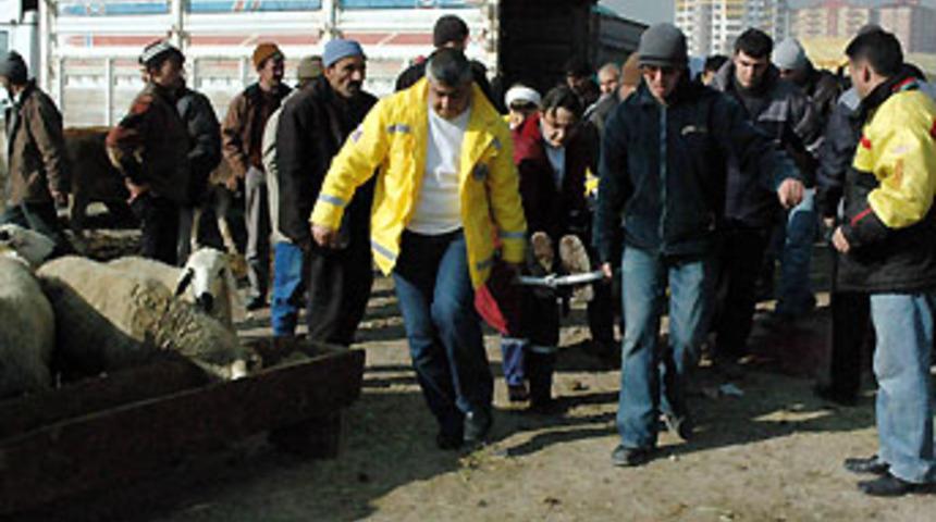 Kesmek istediği boğanın altında kaldı