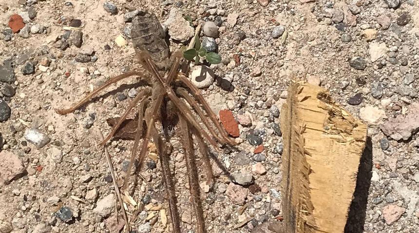 Kayseri'de 'sarıkız örümceği' tedirginliği: Akşam saatlerinde ortaya çıkıyor! Zehirli değil ama...