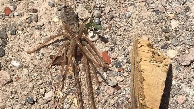 Kayseri'de 'sarıkız örümceği' tedirginliği: Akşam saatlerinde ortaya çıkıyor! Zehirli değil ama...