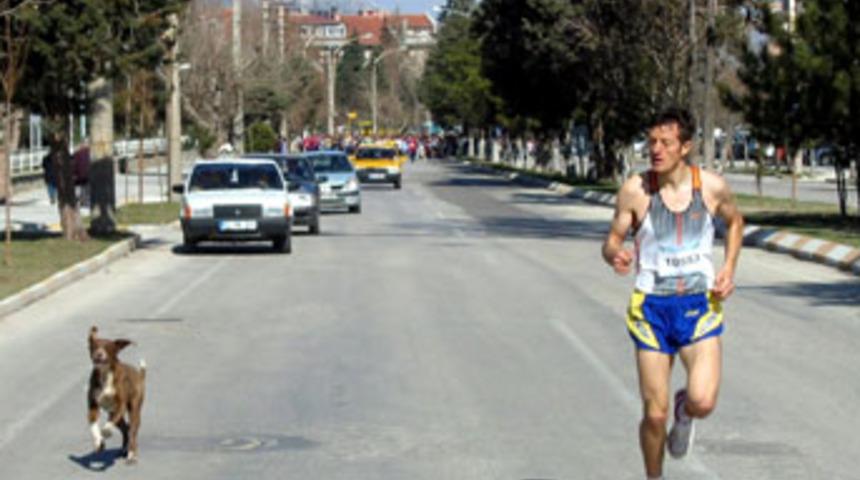 K&ouml;pekten korktu, a&ccedil;ık ara birinci oldu